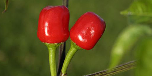 dalle khursani