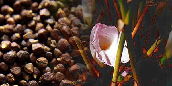 flor de amomo