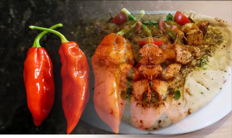 Pollo Fatalii