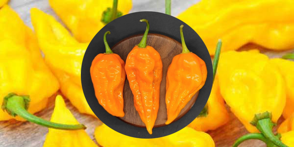 kambuzi