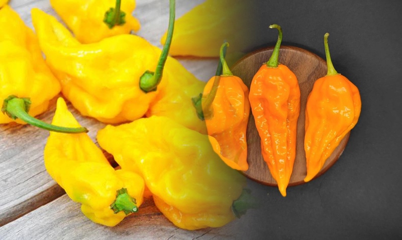 fatalii
