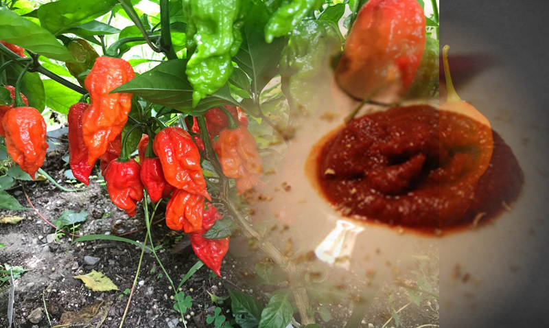 salsa fatalii