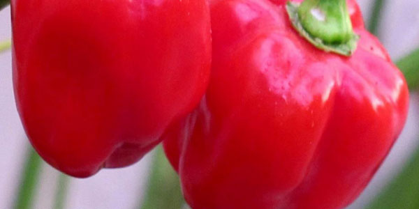 habanero