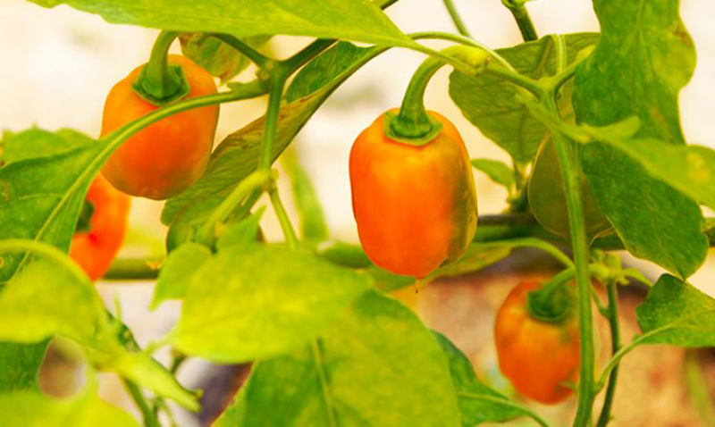 habanero