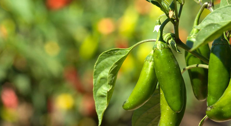 jalapeño