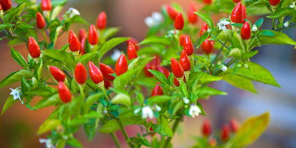 piri piri