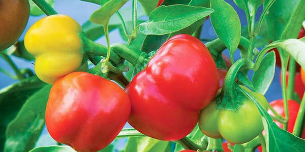 rocoto