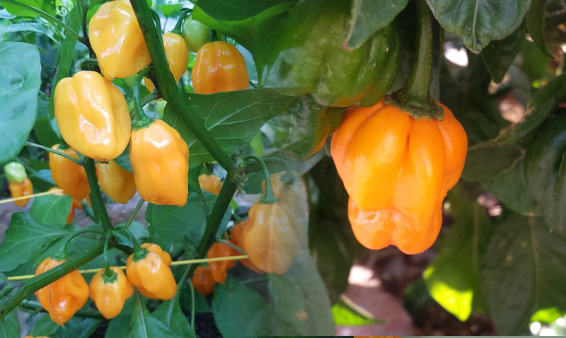 Chile Scotch Bonnet scotch bonnet