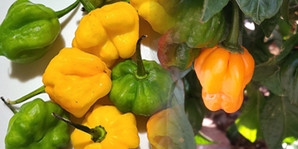 scotchbonnet