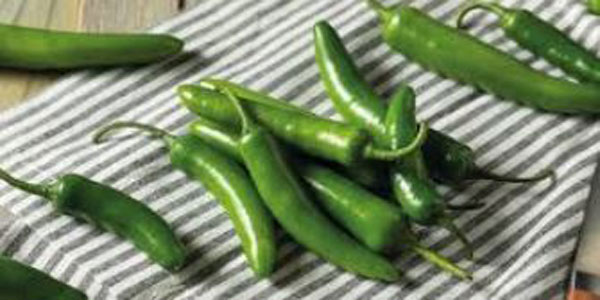 serrano