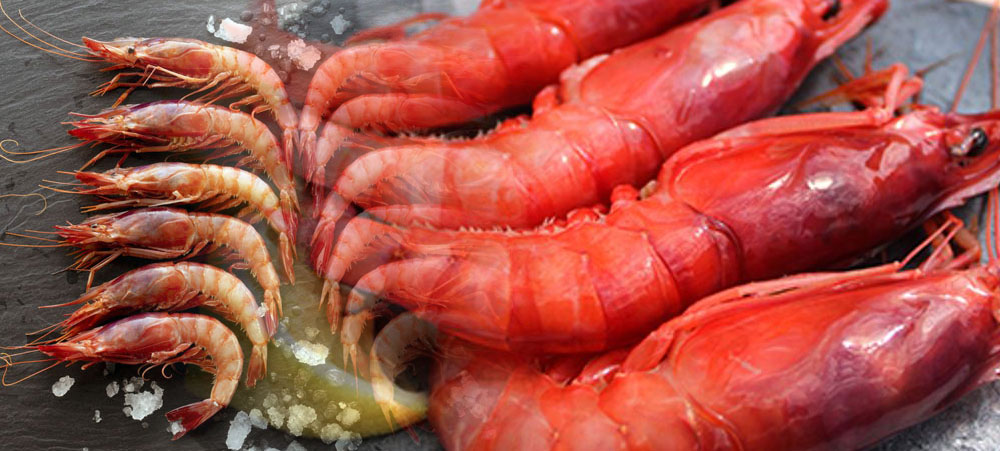 RED SHRIMP