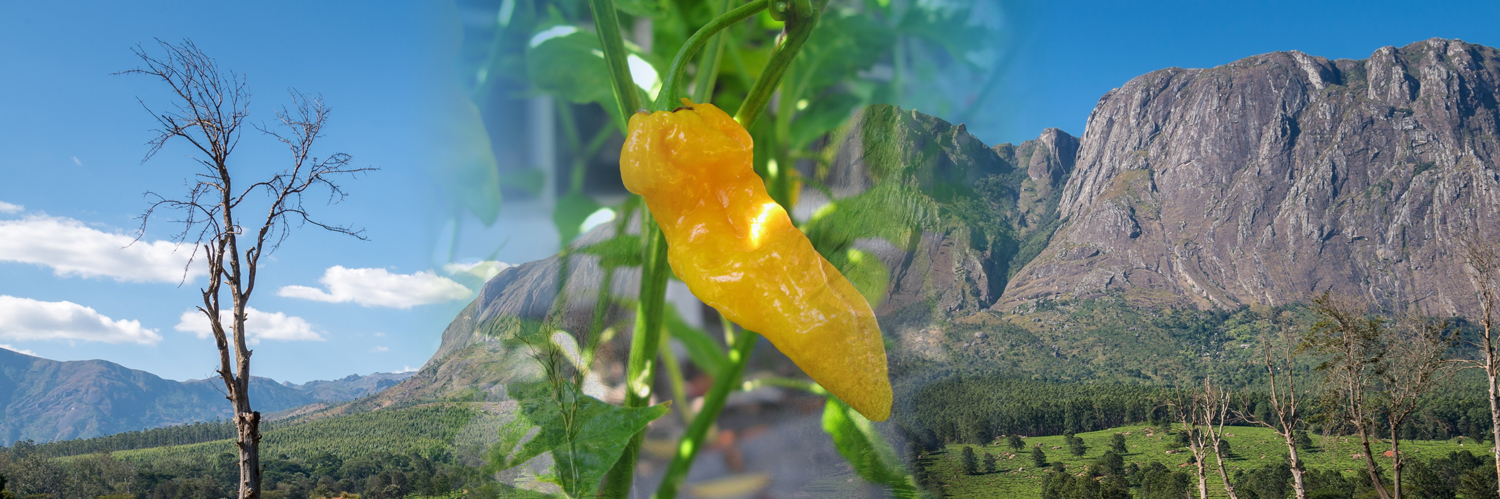 fatalii