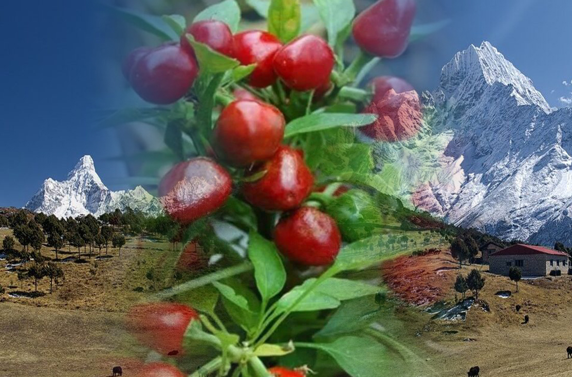Chiles asiáticos