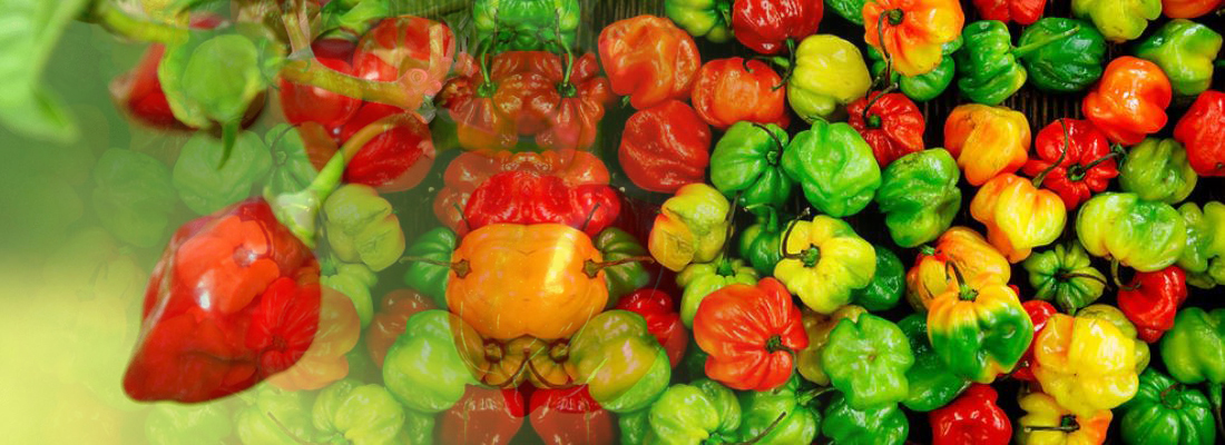 habanero