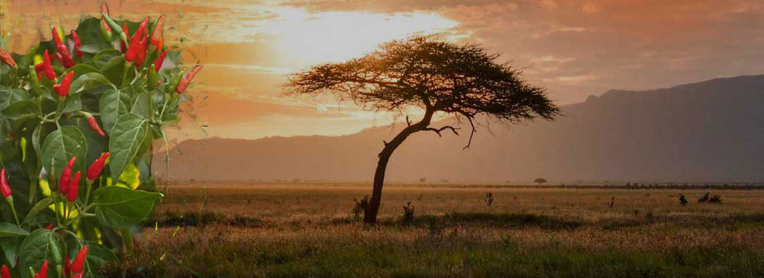 PICANTES AFRICANOS