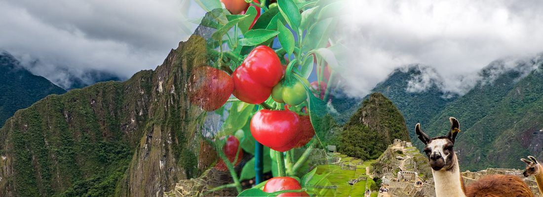chiles americanos