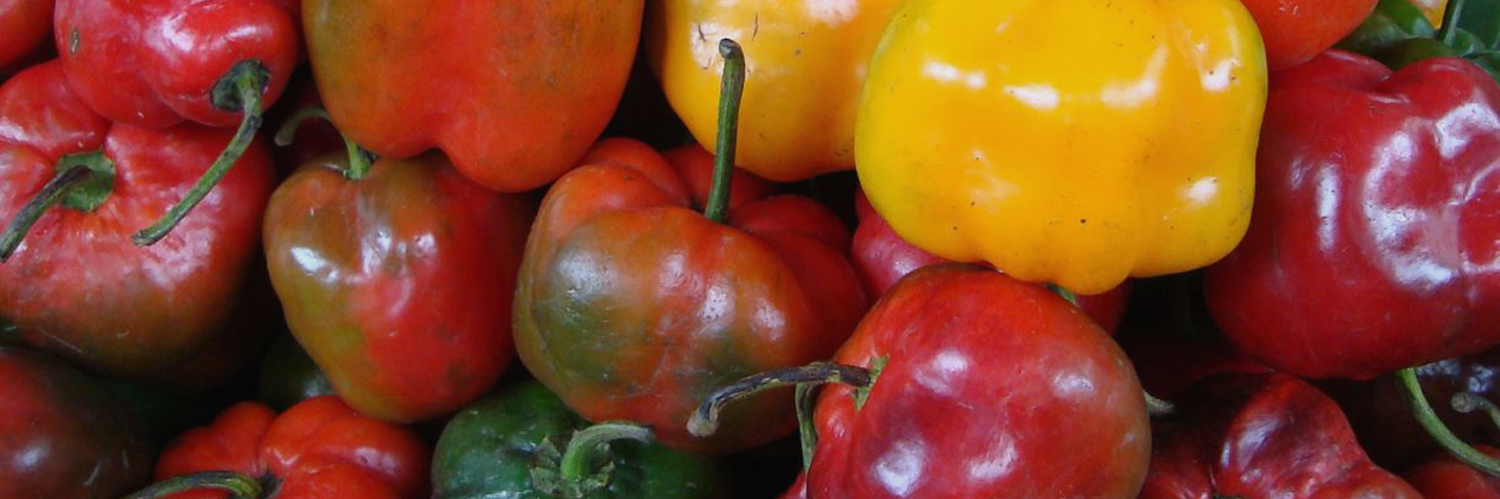 rocoto